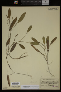Potamogeton nodosus image