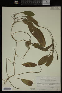 Potamogeton nodosus image