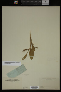 Potamogeton nodosus image