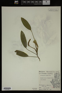 Potamogeton nodosus image