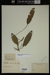 Potamogeton nodosus image