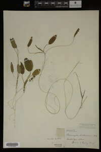 Potamogeton oakesianus image