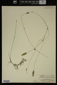Potamogeton oakesianus image