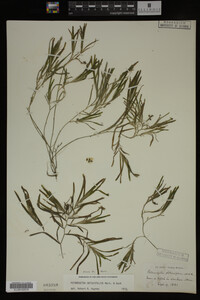 Potamogeton obtusifolius image