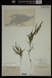 Potamogeton obtusifolius image