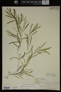 Potamogeton obtusifolius image