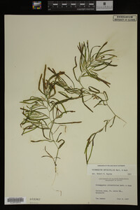 Potamogeton obtusifolius image