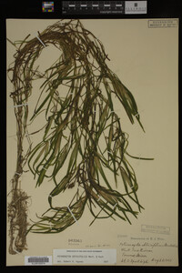 Potamogeton obtusifolius image