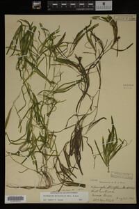 Potamogeton obtusifolius image