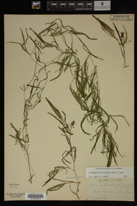 Potamogeton obtusifolius image