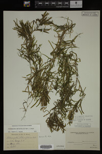Potamogeton obtusifolius image
