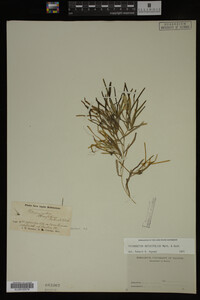 Potamogeton obtusifolius image