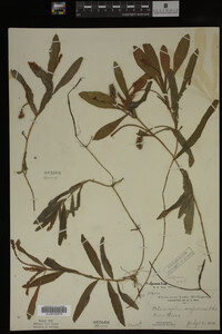 Potamogeton alpinus image