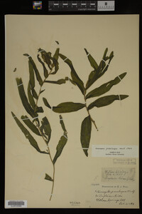 Potamogeton praelongus image