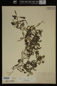Potamogeton praelongus image