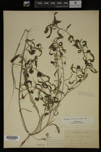 Potamogeton praelongus image