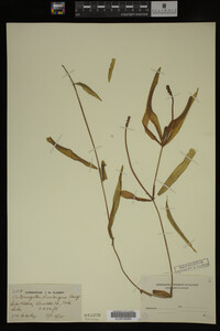 Potamogeton praelongus image