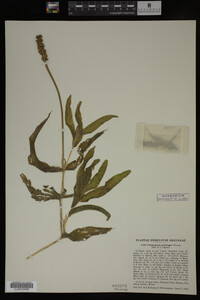 Potamogeton praelongus image