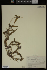 Potamogeton praelongus image