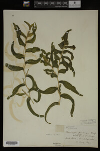 Potamogeton praelongus image