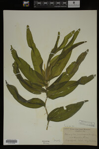 Potamogeton praelongus image
