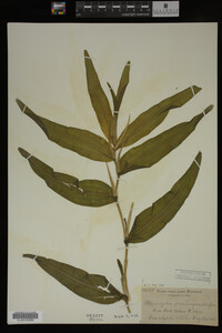 Potamogeton praelongus image