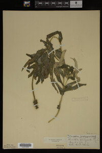 Potamogeton praelongus image