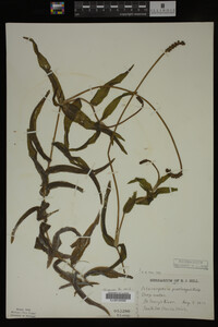 Potamogeton praelongus image