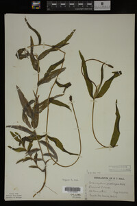 Potamogeton praelongus image