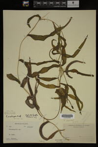Potamogeton praelongus image