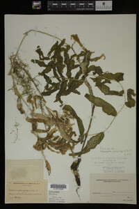 Potamogeton praelongus image