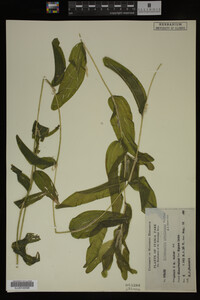 Potamogeton praelongus image