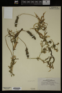 Potamogeton praelongus image