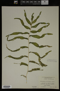 Potamogeton praelongus image