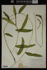 Potamogeton praelongus image