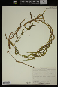 Potamogeton praelongus image