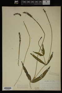 Potamogeton praelongus image
