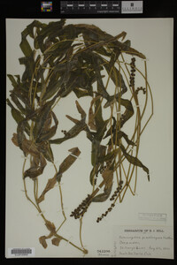 Media resource of Potamogeton praelongus