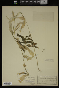 Potamogeton praelongus image