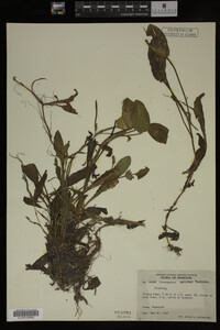 Media resource of Potamogeton pulcher