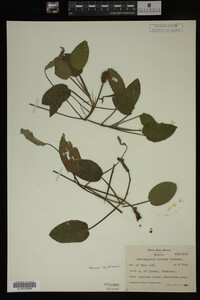 Potamogeton pulcher image