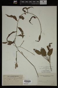 Potamogeton pulcher image