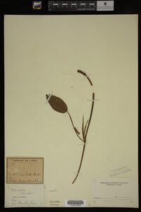 Potamogeton pulcher image