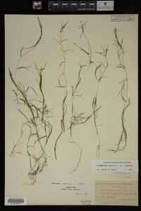 Potamogeton pusillus image