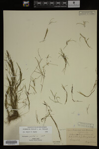 Potamogeton pusillus image