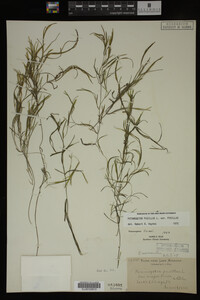 Potamogeton pusillus image