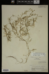 Potamogeton pusillus image
