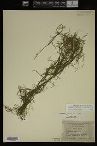 Potamogeton pusillus image