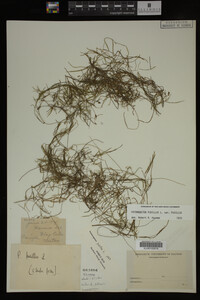 Potamogeton pusillus image