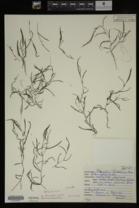Potamogeton pusillus image